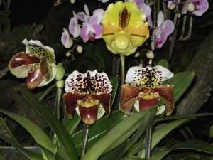 vystava-orchideji--28.3.2015-drazdany-013--1-.jpg