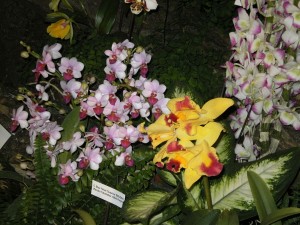 vystava-orchideji--28.3.2015-drazdany-012--1-.jpg